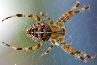 Полицаи и пожарникари гониха паяк в супермаркет