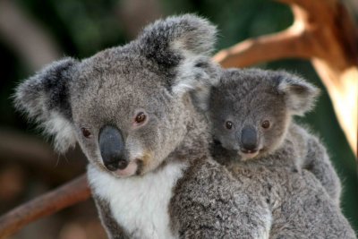 Стотици обвинения в Австралия за избиване на коали