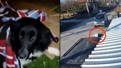 Задържаха шофьора, умишлено прегазил куче на Бъдни вечер