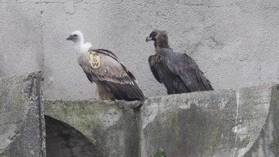Софийският зоопарк приюти двойка черни лешояди 