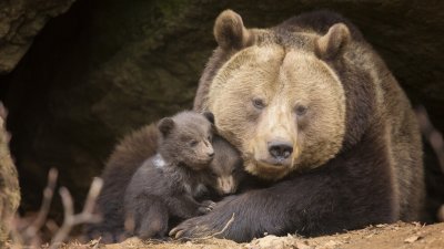 Спящи мечки вдигнаха американската полиция на крак