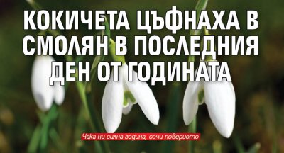 Кокичета цъфнаха в Смолян в последния ден от годината