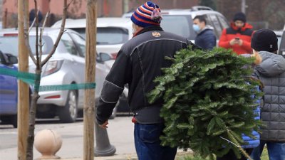 Столичната община събира разделно елхите за компост