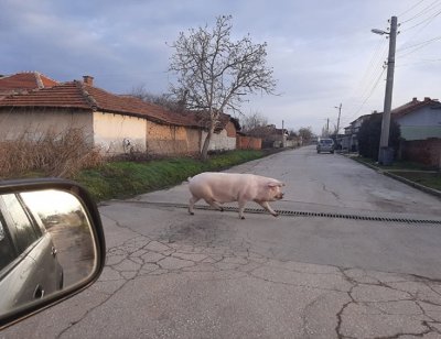 Шопар избяга от ножа в Съединение