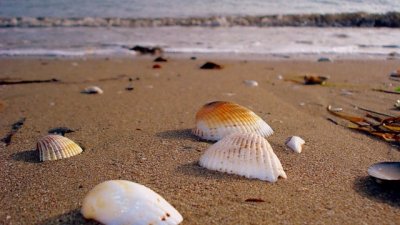 Предлагат до 100 м от морския бряг да не се строи