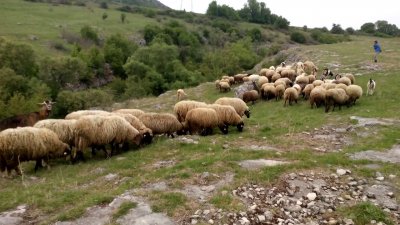 КРИЗА: Фермери пред пълен крах, продават стадата
