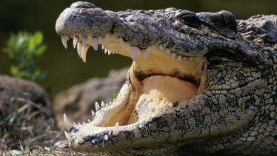 Приятели спасиха пенсионер от крокодил