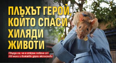 Плъхът герой, който спаси хиляди животи