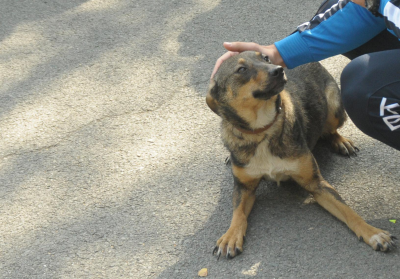 Откриха оковано с вериги куче край София, издирват мъчителя 