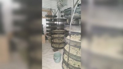 Задържаха трима в наркооранжерия в София