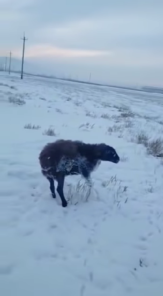 От 20 януари се разпространяват плашещи видеозаписи за ужасните студове
