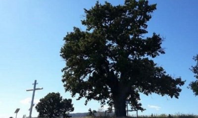 Дядо-Кольовото дърво в с. Студена стана „Дърво с корен 2021“
