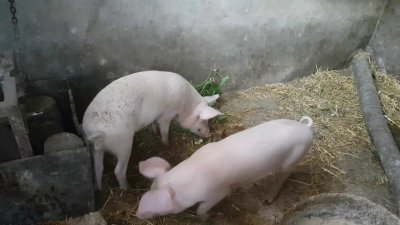 ДФ "Земеделие" преустановява проверките на място в зоните, засегнати от Африканска чума по свинете
