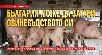 Еврокомисар: България може да загуби свиневъдството си