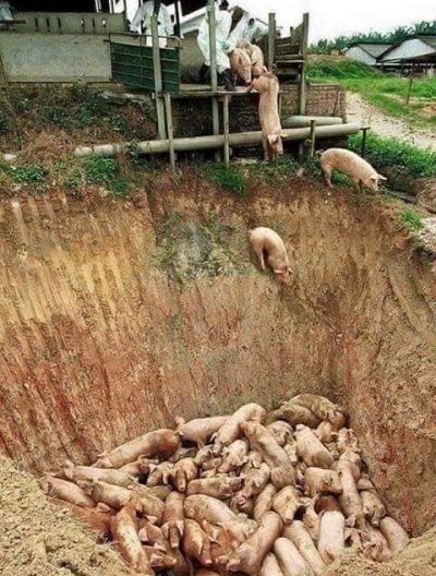 Ето как избиват прасетата в България! (снимки от ужаса)