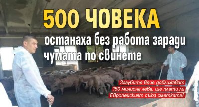 500 човека останаха без работа заради чумата по свинете