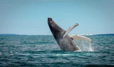 Кит погълна цял морски лъв и го изплю жив