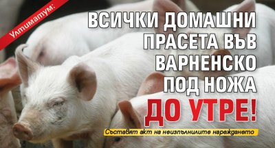 Ултиматум: Всички домашни прасета във Варненско под ножа до утре!