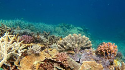 Кораловите рифове отдавна се смятат за една от най ранните и