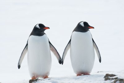 Две мъжки птици от вида Хумболтов пингвин станаха татковци за