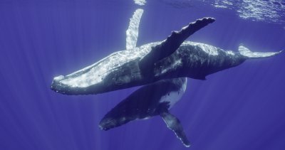 Търговския лов на китове в Исландия може да бъде забранен до