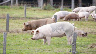 Две огнища на африканска чума по диви свине са открити
