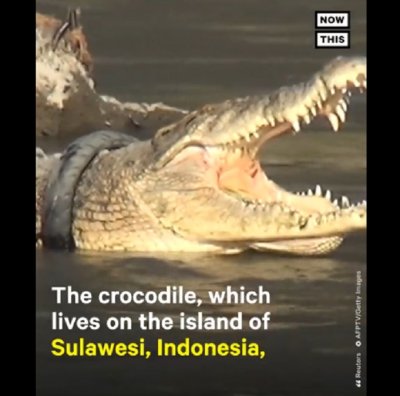 Крокодил 6 години живя с гума на врата