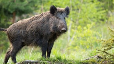 Случаи на африканска чума по свинете са установени в област
