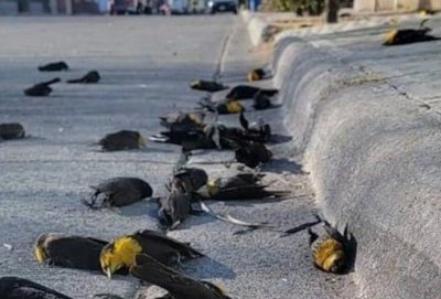 Мъртви птици падат от небето (ВИДЕО)