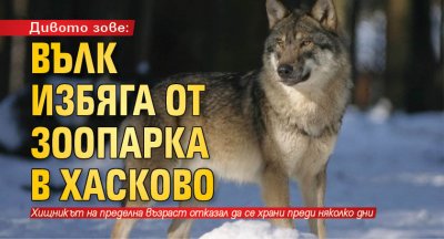 Дивото зове: Вълк избяга от зоопарка в Хасково