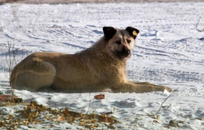 В Русия: 2500 евро глоба за хапещо куче