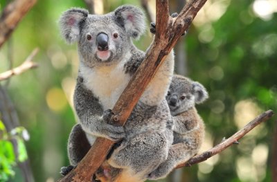 Австралия включи коалата в списъка със застрашени видове в по голямата