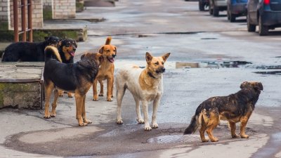 Преброяване на дивите кучета в Стара Загора