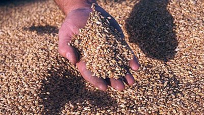 Египет се чуди откъде да купува пшеница