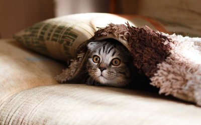 Международната федерация на котките FIFE забрани на четириногите домашни любимци