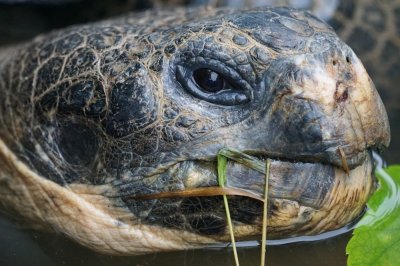 ДНК проучване разкри че гигантските костенурки които обитават галапагоския остров