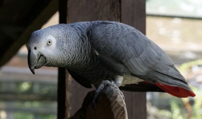 Африканският сив папагал Еко се учи да рисува в зоологическата