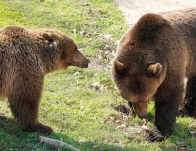 Двете мечки в Центъра за защита на природата и животните