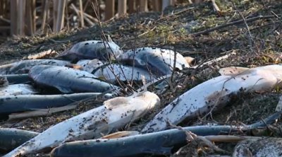 20 тона мъртва риба извадена от язовир „Засмяно“