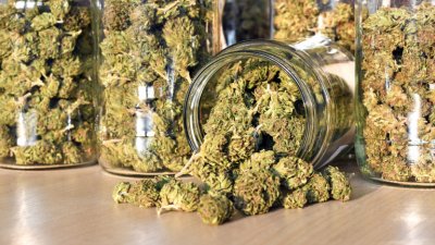 От Агенция Митници отчитат бум на задържаната марихуана от миналата