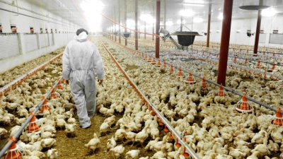 Производството на родно пилешко месо е намаляло незначително Натрупаните загуби
