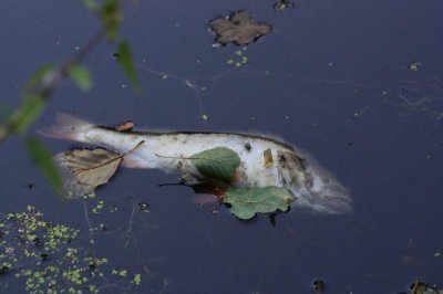 Прокуратурата разследва мъртвата риба край Аксаково