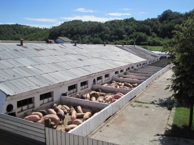 Бедствено положение и в Свищов заради чумата по свинете