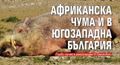 Африканска чума и в Югозападна България
