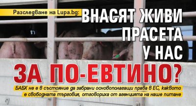 Разследване на Lupa.bg: Внасят живи прасета у нас за по-евтино?