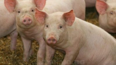 Сърбия започна да избива прасетата си без доказана чума