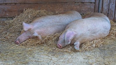 Първи протести на свиневъди заради чумата