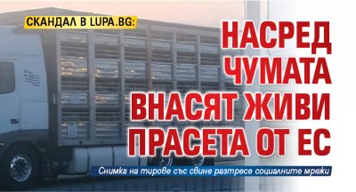 Скандал в Lupa.bg: Насред чумата внасят живи прасета от ЕС