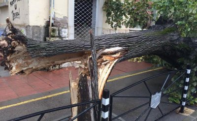 Огледите на щетите от ураганния вятър във Враца приключиха Днес