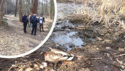 Две мъртви патици стреснаха посетителите на Южния парк във вторник